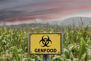 GMOs