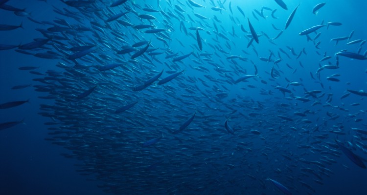 Sustainable Seafood Week NYC