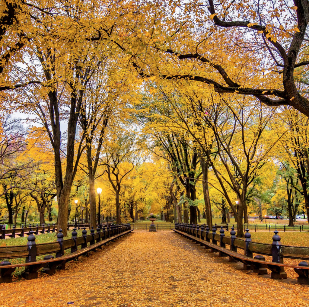 Image shows yellow and golden foliage decorating "The Mall", as formal promenade within Central Park.